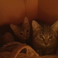 photo de livraison pour Stérilcat 80
