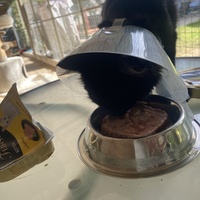 photo de livraison pour SADF (Sauvetage des animaux domestiques de France)