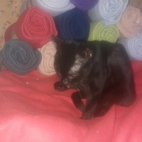 photo de livraison pour Les Chats de la Tour