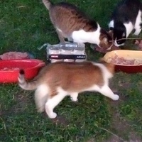 photo de livraison pour Les chats Port-Saint-Louisiens