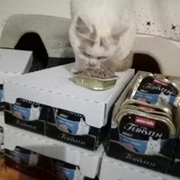 photo de livraison pour L'Arche de Marie - Mes Amours de Chats