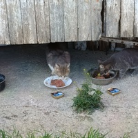 photo de livraison pour Les Miss'tigris de l'Espoir