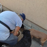 photo de livraison pour Društvo za zaštitu životinja "Bela"