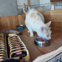 photo de livraison pour Les chats Port-Saint-Louisiens