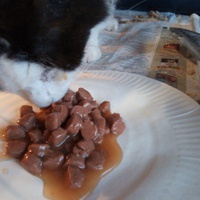 photo de livraison pour Amicale Chats