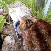 photo de livraison pour Les Chats de la Rue