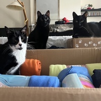 photo de livraison pour Association C.A.T.S. Chat Animal Terrien Solidarité