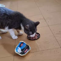 photo de livraison pour Chats Libres des Hauts Cantons de l'Hérault