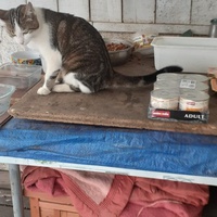 photo de livraison pour Chats cerbériens