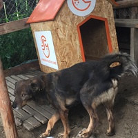 photo de livraison pour Save & Hope for Dogs