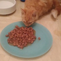 photo de livraison pour Protect Cat