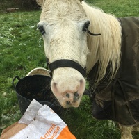 photo de livraison pour Espoir au Galop