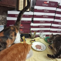 photo de livraison pour Collectif Sauvetage Chatons
