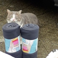 photo de livraison pour L'ANGE Laurence pour les chats