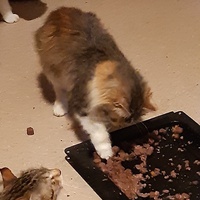 photo de livraison pour Pour l'Amour des Chats