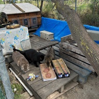 photo de livraison pour Les chats Port-Saint-Louisiens