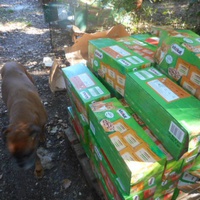 photo de livraison pour Adoption Féline Estuaire