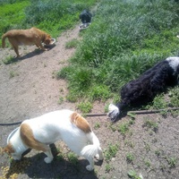 photo de livraison pour Serbian Society for the Protection of Animals - SSPA