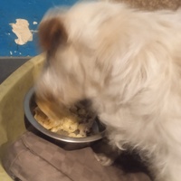 photo de livraison pour SOS Animaux, un Toit pour la Vie