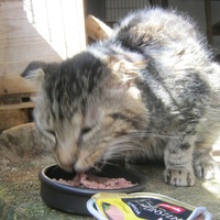 photo de livraison pour Au Bonheur des Chats Libres