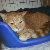 photo de livraison pour Amicale Chats