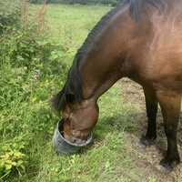 photo de livraison pour Espoir au Galop
