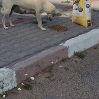 photo de livraison pour 4 Pattes Mogador