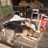 photo de livraison pour Azil za pse"Poslednja oaza"
