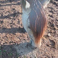 photo de livraison pour Equi-Libre : Droit à la Retraite Equine