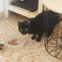 photo de livraison pour Cat Miaou