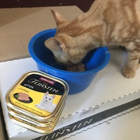 photo de livraison pour Chats-sos