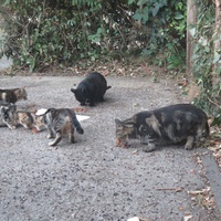 photo de livraison pour Chat Libre de l'Ile du Ramier