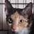 photo animal
