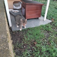 photo de livraison pour Chat Ami pour la Vie