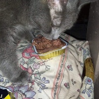 photo de livraison pour L'Arche de Marie - Mes Amours de Chats