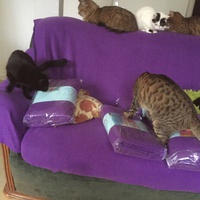 photo de livraison pour Pour l'Amour des Chats