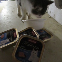 photo de livraison pour Jardin des Chats