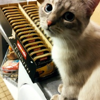 photo de livraison pour Les Chats de Cooper