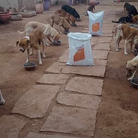 photo de livraison pour Help Adopt Moroccan Animals