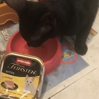 photo de livraison pour Chats-sos