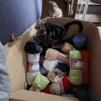 photo de livraison pour Les Chats de Cooper