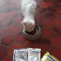 photo de livraison pour Chat Va Bien