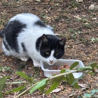 photo de livraison pour Association C.A.T.S. Chat Animal Terrien Solidarité