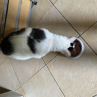 photo de livraison pour Les Chats de Condom 32