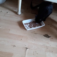 photo de livraison pour Une vie, Un chat
