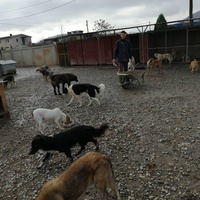 photo de livraison pour Animals voice Macedonia
