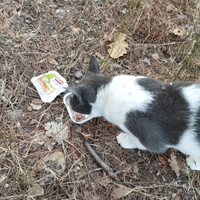 photo de livraison pour Cat Miaou