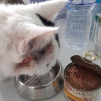 photo de livraison pour Les Chats de la Rue