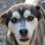 photo animal
