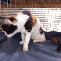photo de livraison pour Amicale Chats